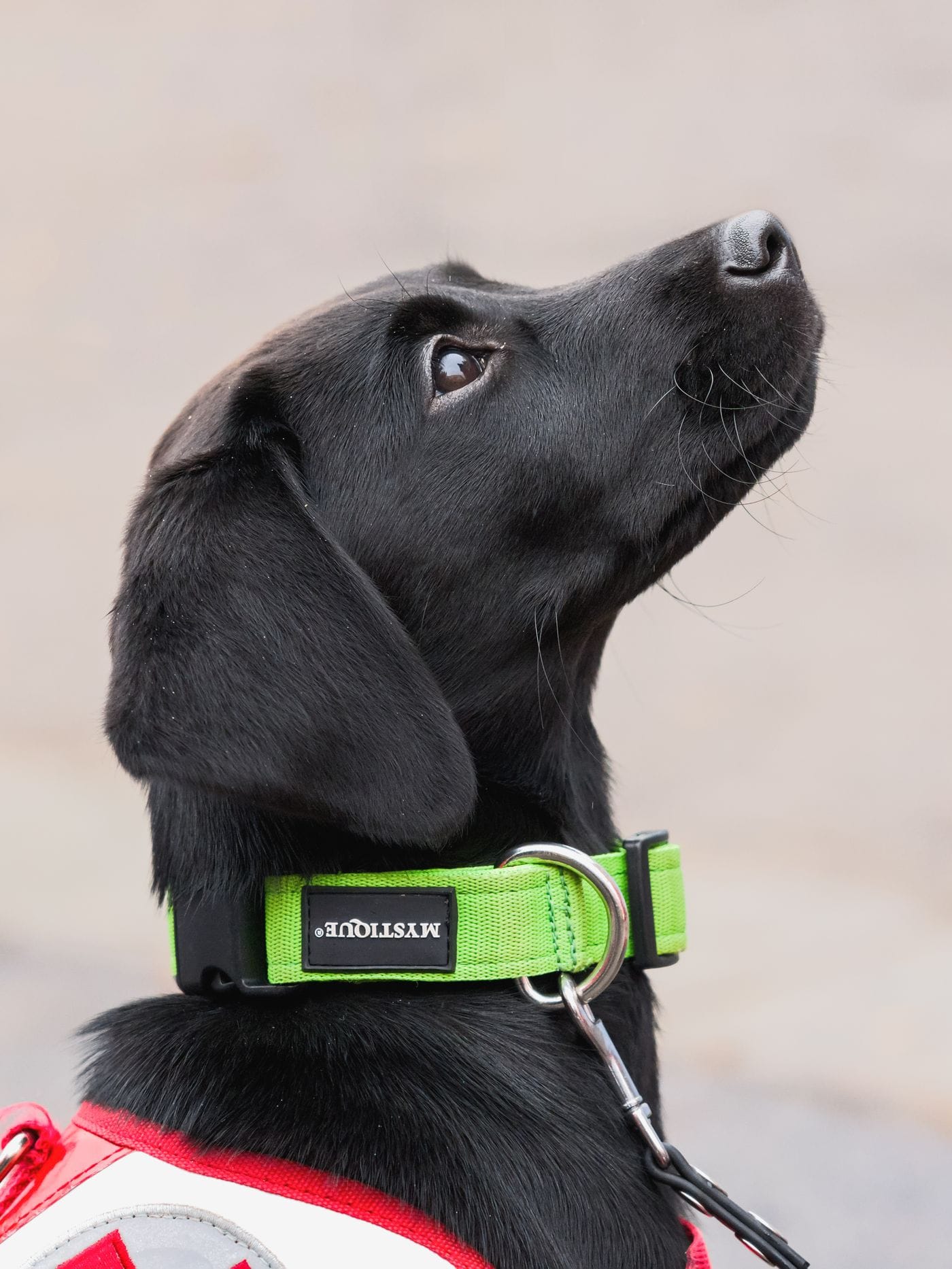 Perro con collar de accesorios SR PET